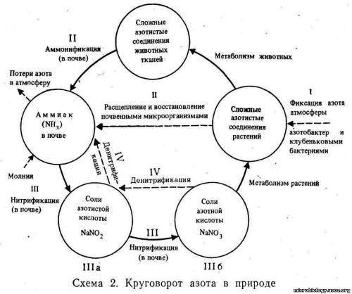 Care sunt etapele circuitului azotului in componenta substantelor organice