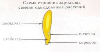 Опишите строение семени однодольного растения