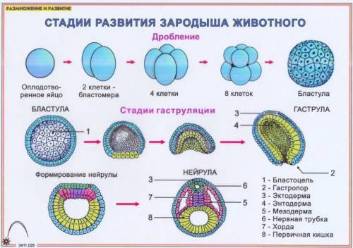 Напишите названия стадий развития зародыша, обозначеных цифрами. позязя надя)