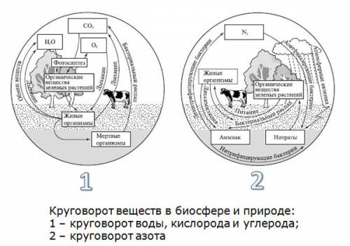 Выразите схемой взаимосвязь организмов, растений, животных, микроорганизмов, грибов в круговороте ве