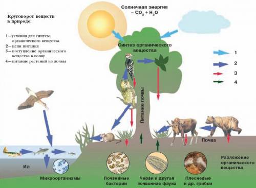 Выразите схемой взаимосвязь организмов, растений, животных, микроорганизмов, грибов в круговороте ве