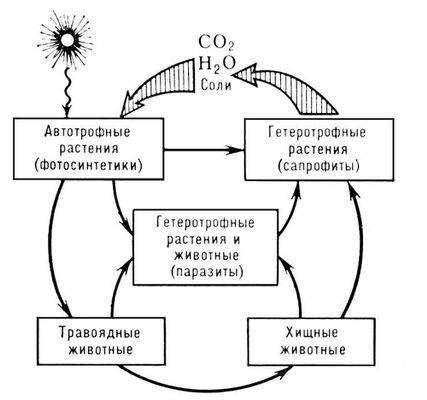 Выразите схемой взаимосвязь организмов, растений, животных, микроорганизмов, грибов в круговороте ве