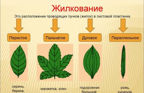 Что значит найти 3 простых листочка с разным жилкованием?