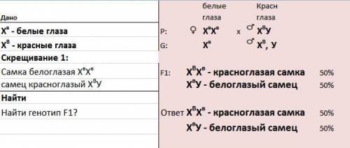 Уплодовой мухи дрозофилы белоглазость наследуется как рецессивный признак, сцепленный с х-хромосомой