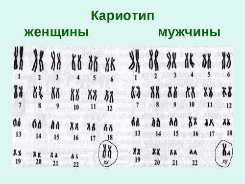 :нужно написать строение и функции хромосом. хромосомный набор половых и соматических клеток у разны