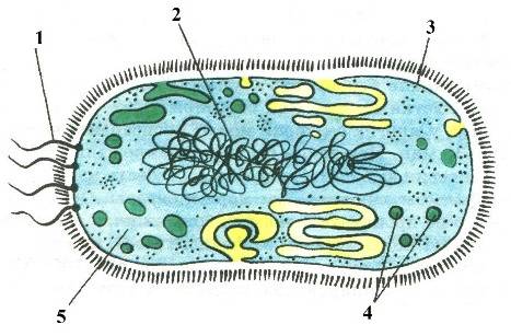 Рассмотрите рисунок. напишите названия структур бактериальной клетке, обозначенных цифрами.