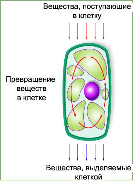 Нужна схема обмена веществ в клетке человека.