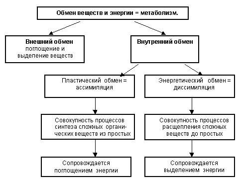 Нужна схема обмена веществ в клетке человека.