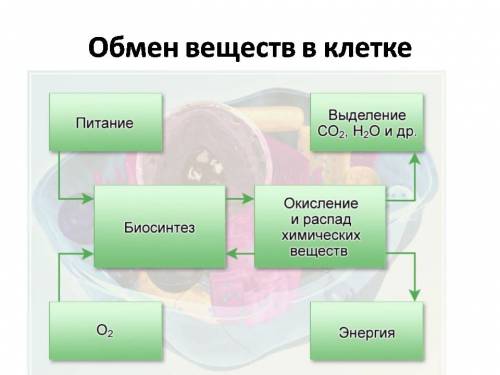 Нужна схема обмена веществ в клетке человека.