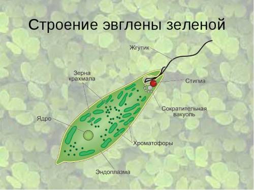 Особенности строения инфузории туфельки. особенности строения эвглены зеленой