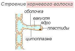 Что такое корневой волосок? какое строение он имеет?