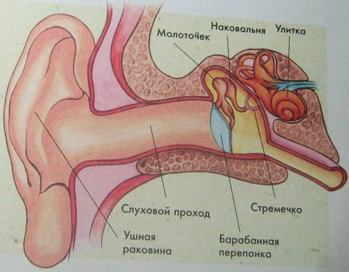 Составь памятку как беречь органы чуств иответь на вопрос почему шум называют нежелательным звуком