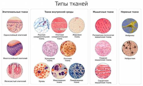 Какое строение и расположение в организме у эпителиальной ткани?