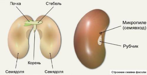 Найти рубчик семявход у семени фасоли