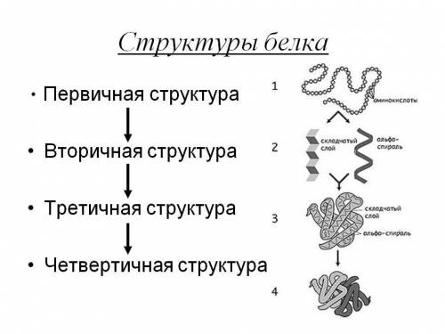 «1 вариант. 1) описать структуру белков. 2) функции рнк и днк. дано: 1 цепь днк а-г-а-т-т-ц-г-а-т. :