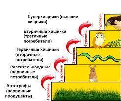 Составить 2 пищевых цепей с указанием уровней. 1 - цепь в природе, 2 - в жизнидеятельности человека.