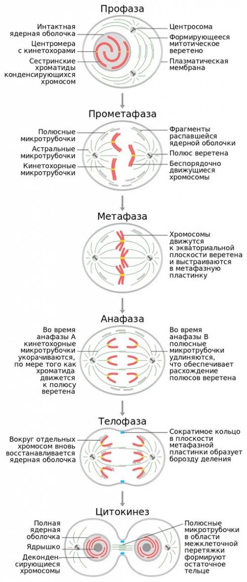 Биология 6 класс) , коротко опишите каждые фазы в митозе.