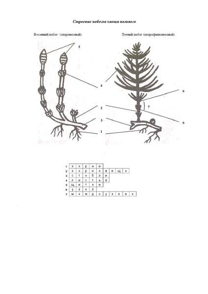 Основные части побега лесного летнего хвоща