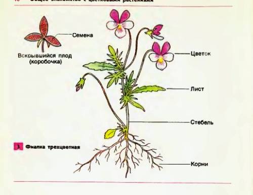 Органы цветкового растения ( со схеммой)