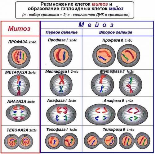 Вкакой период митоза хромосомы выстраиваются по экватору клетки( надо)