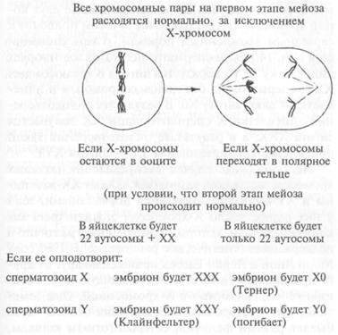 Какие типы гамет и зигот образуются у человека в случае не расхождения х-хромосом у матери?