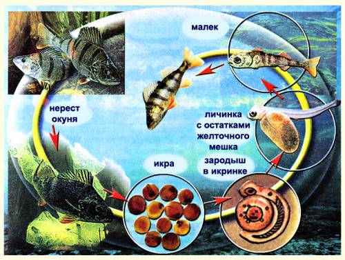 Составить план(цепочку)по размножению любых существ