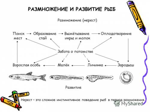 Составить план(цепочку)по размножению любых существ