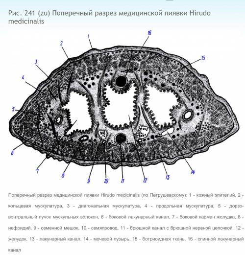 Отправьте фотографию поперечный и продольный срез пиявки.