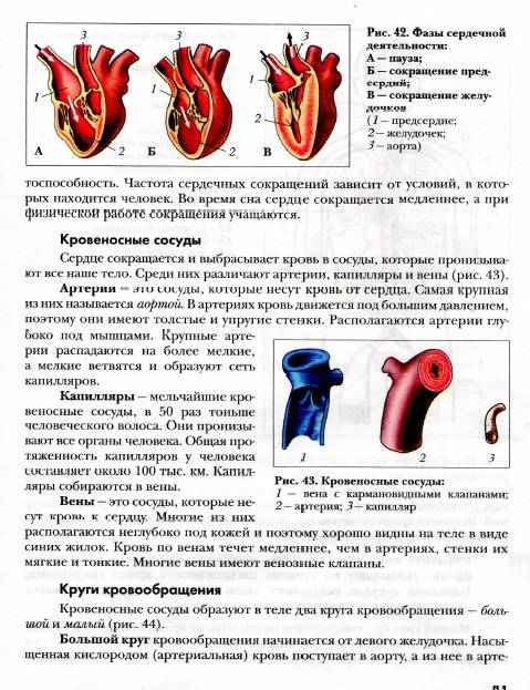 Найдите 17 параграф по биологии 8 класс.маш. дрогомолов. тема: строение и работа сердца. круги крово