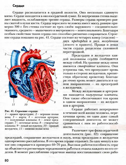 Найдите 17 параграф по биологии 8 класс.маш. дрогомолов. тема: строение и работа сердца. круги крово