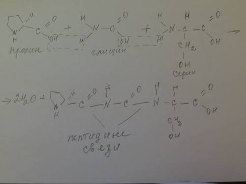 1.составить дипептид пролина и глицину.назвать его. 2.из депиптида полученного в 1 и серина составит