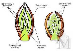 Сделайте схематический рисунок строения почки растения и подпишите её части