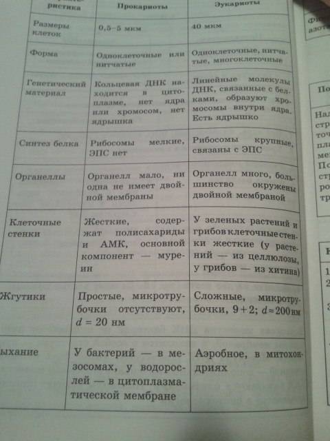 Сделать или найти в интернете презентацию по биологии на тему: различия в строении клеток эукариот и