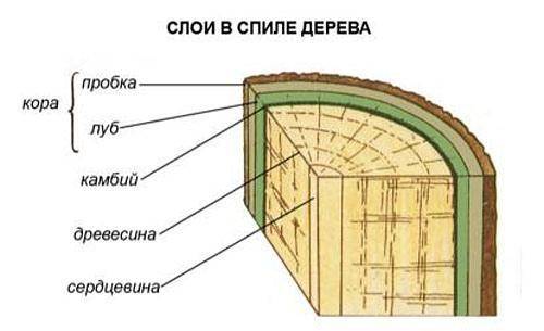 Объясните, почему удаление узкого кольца коры-луба у дерева является серьезным повреждением и может