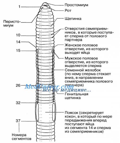 Лабораторная работа номер 2 внешнее строение дождевово червя