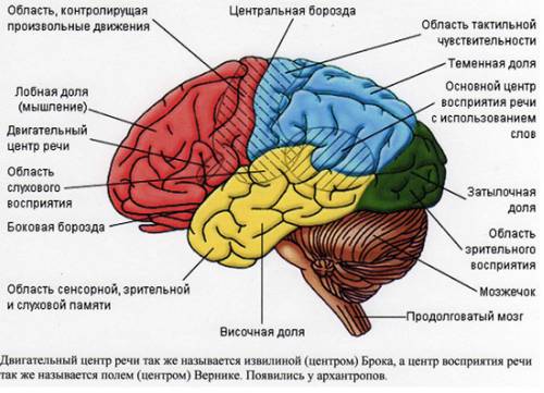 Какие функциональные зоны выделяют в коре больших полушарий?