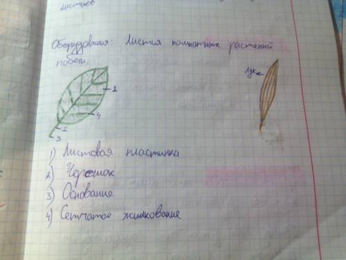 Лабораторная работа № 4 строение листьев.цель урока: изучить внешнее строение простых и сложных лист