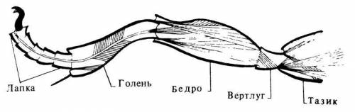 Сколько ног у майского жука , их строение , к какому отделу тела они прикреплены?