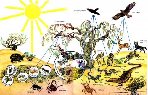 Сделать схему питания пустыни 4 класс окружающий мир