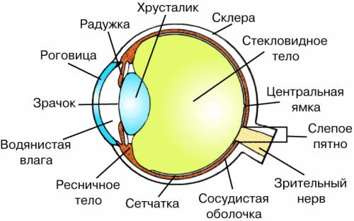 По биологии 8 класс рассмотрите рисунок изображающий строение глаза человека.напишите названия часте