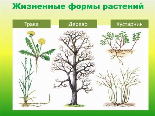 Чем отличаются друг от друга трава, кустарник и дерево?