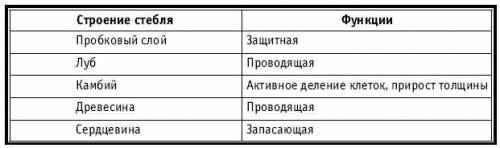 Внутреннее строение стеблей таблица : часть стебля особенности функции