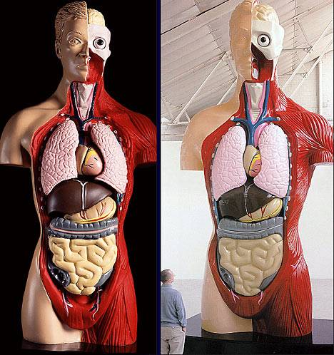 Макет человека с внутренними органами