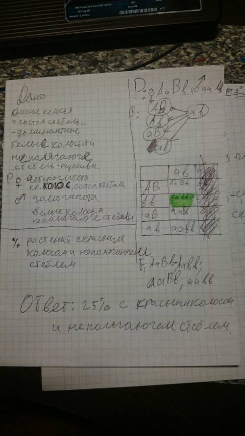 Красное колосья и состоя стебель пшеницы - доминантные признаки, белое колосья и неполягаюче стебель