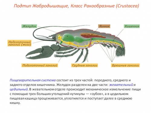 Выписать разнообразие конечностей и челюстей, внутренние органы насекомых.