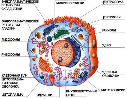 Составить схему клетка живая система