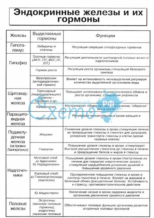 Примеры регуляции функций организма эндокринной системой