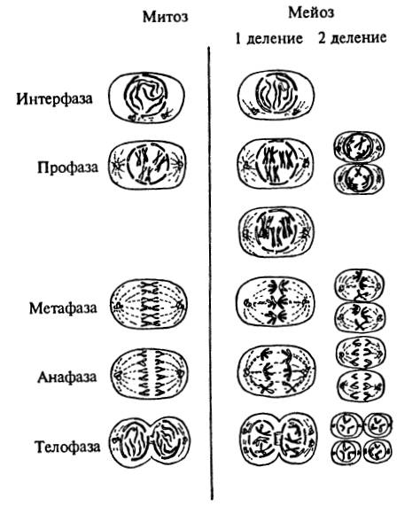 Черты сходства и различия митоза и мейоза