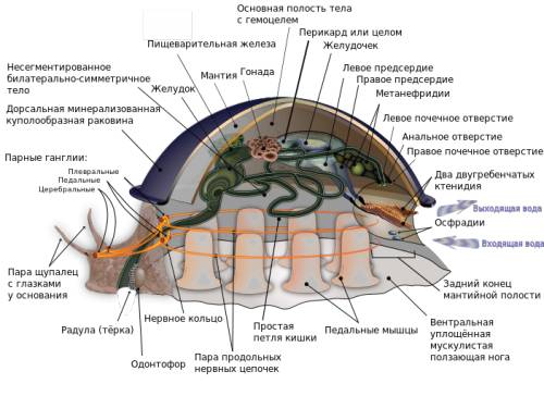 Строение улитки как молюска ( что есть у улитки и у молюсков )
