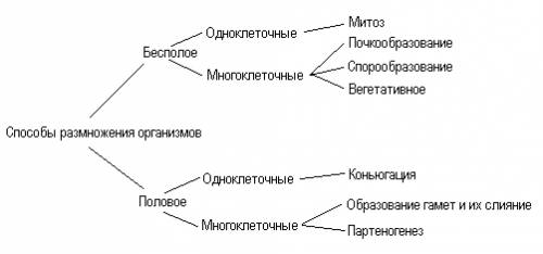 Изобразите разнообразие размножения в виде схемы.